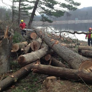 Tree Remocal Alt Text